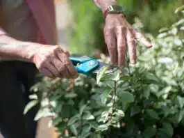 Comment tailler la sauge arbustive pour obtenir une belle forme et des meilleurs résultats ?