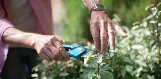 Comment tailler la sauge arbustive pour obtenir une belle forme et des meilleurs résultats ?