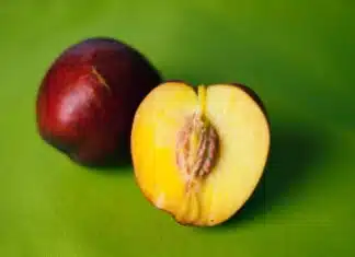 Comment tailler un pêcher : quand et comment bien le faire ?