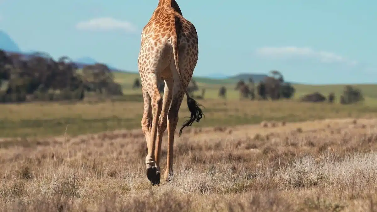 animaux  déménagement