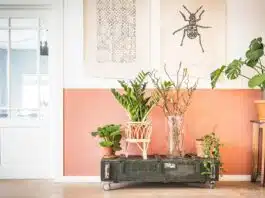 plantes d'intérieur