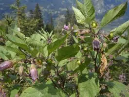 Belladone un poison aux effets méconnus