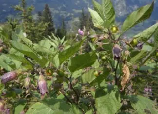 Belladone un poison aux effets méconnus