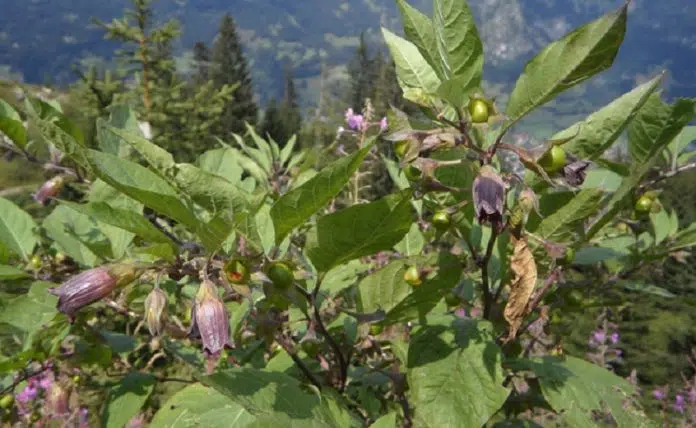 Belladone un poison aux effets méconnus