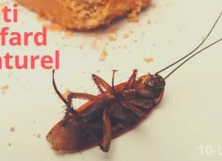 Remède de Grand-mère pour se débarrasser des cafards