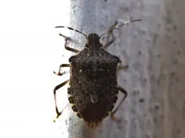 Punaise de bois : quel est le prédateur de la punaise de lit ?