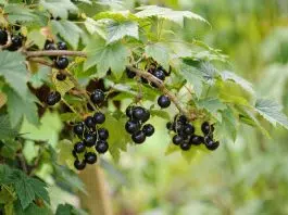 Comment faire pousser du cassis ?