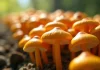 Champignons chanterelles dans des tubes de culture en macro