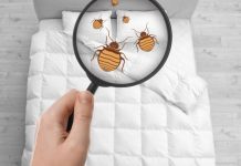 Comment une entreprise spécialisée élimine les punaises de lit à Saint-Alban-Leysse ? Comment une entreprise spécialisée élimine les punaises de lit à Saint-Alban-Leysse ?