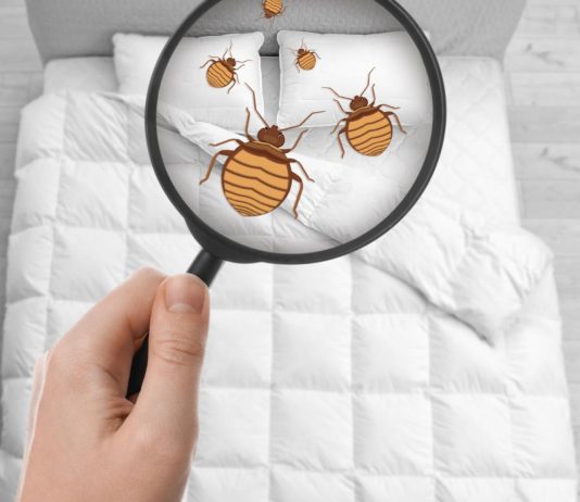 Comment une entreprise spécialisée élimine les punaises de lit à Saint-Alban-Leysse ? Comment une entreprise spécialisée élimine les punaises de lit à Saint-Alban-Leysse ?