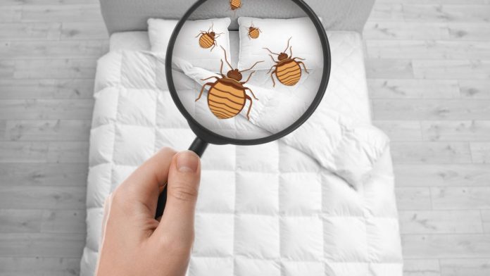 comment-une-entreprise-specialisee-elimine-les-punaises-de-lit-a-saint-alban-leysse Comment une entreprise spécialisée élimine les punaises de lit à Saint-Alban-Leysse ?