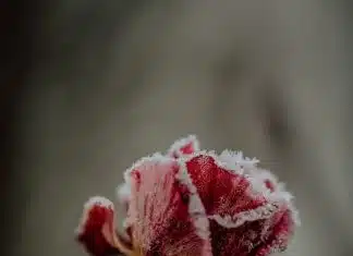 Quels sont les endroits du jardin les plus propices au gel ? pink rose in bloom during daytime