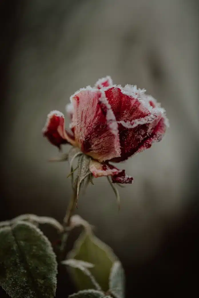 pink rose in bloom during daytime