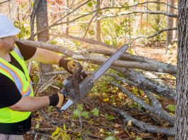 Évaluer le prix d’abattage d’arbre pour votre projet en 2025