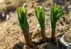  Les bienfaits des choux pour le potager