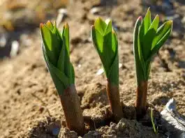 Les bienfaits des choux pour le potager Les bienfaits des choux pour le potager