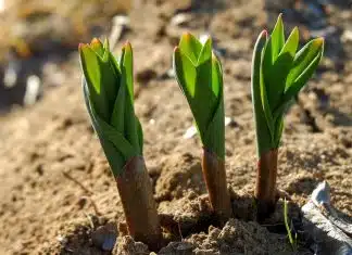  Les bienfaits des choux pour le potager
