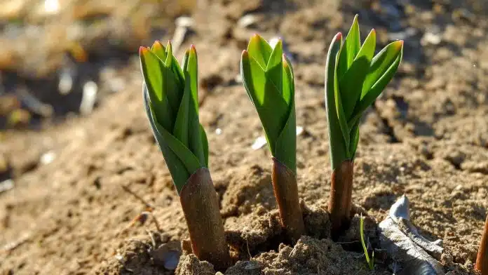  Les bienfaits des choux pour le potager