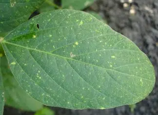 Pourquoi les feuilles de ma pensée deviennent blanches ?