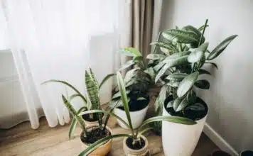 Les avantages d’avoir des plantes chez soi : quels sont-ils ?