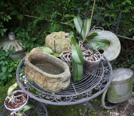 Où placer les orchidées ?