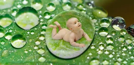 Pourquoi ne pas mettre une plante dans une chambre ?