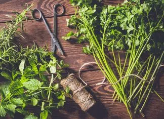 Quand et comment couper les plantes potagères ?